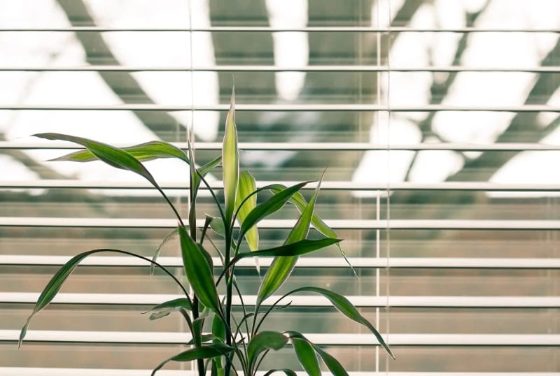 Clean blinds with a bamboo plant